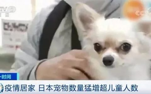日本宠物行业疫情间野蛮生长！跨境卖家选品启示